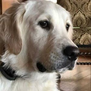 Meet your Posher, Phillip